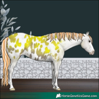 Horse Color:Painted Silver Grullo Blanket Rabicano