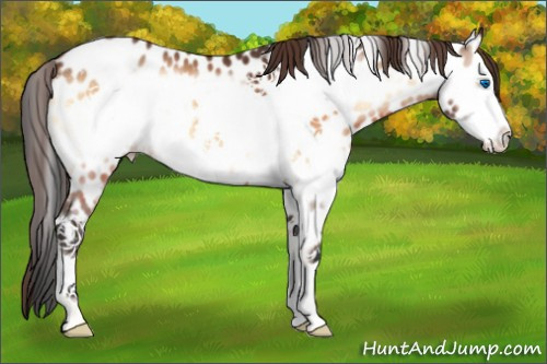 Horse Color:Brown Onyx Splash Frame Appaloosa 