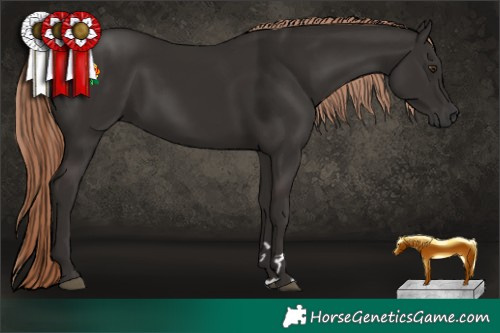 Horse Color:Liver Chestnut 