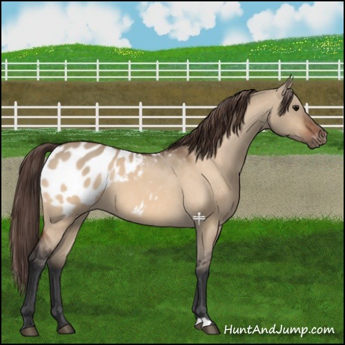 Horse Color:Bay Dun Appaloosa 