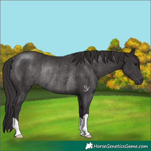 Horse Color:Smoky Black Rabicano 