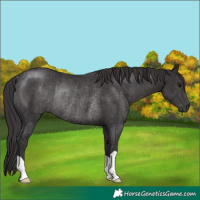 Horse Color:Smoky Black Rabicano 
