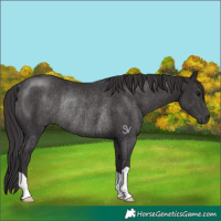 Horse Color:Smoky Black Rabicano 