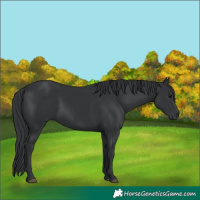 Horse Color:Black 