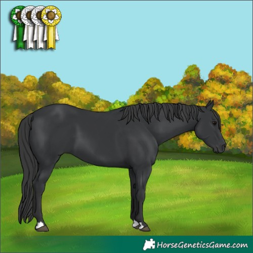 Horse Color:Black 