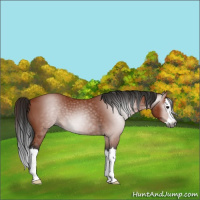 Horse Color:Gray Bay Sabino Splash