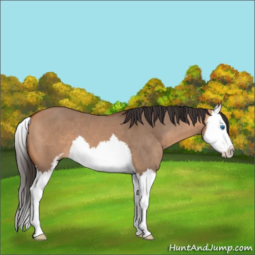 Horse Color:Bay Dun Sabino Splash 