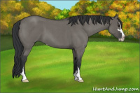 Horse Color:Grullo Roan Sabino 