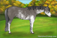 Horse Color:Grullo Sabino 