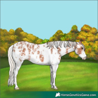 Horse Color:Silver Bay Sabino 