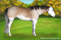 Horse Color:Gray Brown Dun Sabino Splash 
