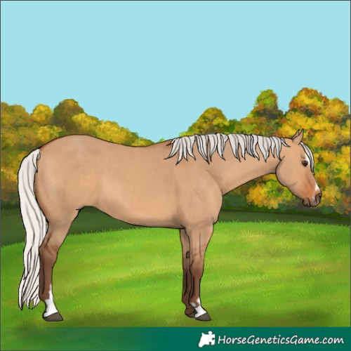 Horse Color:Silver Bay Dun Sabino 