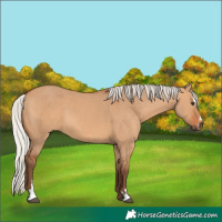 Horse Color:Silver Bay Dun Sabino 