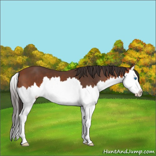 Horse Color:Bay Sabino Splash 