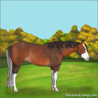 Horse Color:Bay Sabino Splash Rabicano 