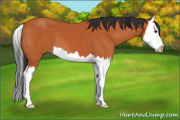Horse Color:Bay Sabino Splash 