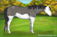 Horse Color:Grullo Roan Splash 