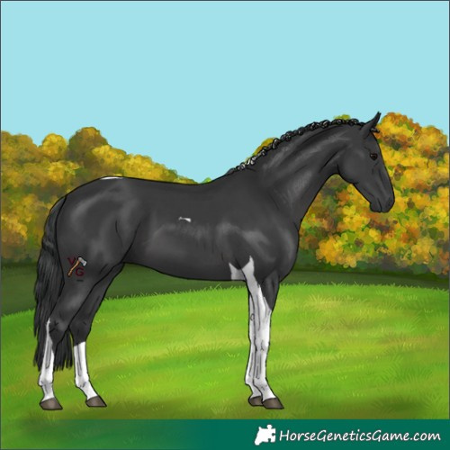 Horse Color:Black Tobiano 