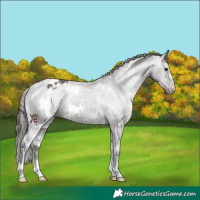 Horse Color:White Spotted Grullo Appaloosa 