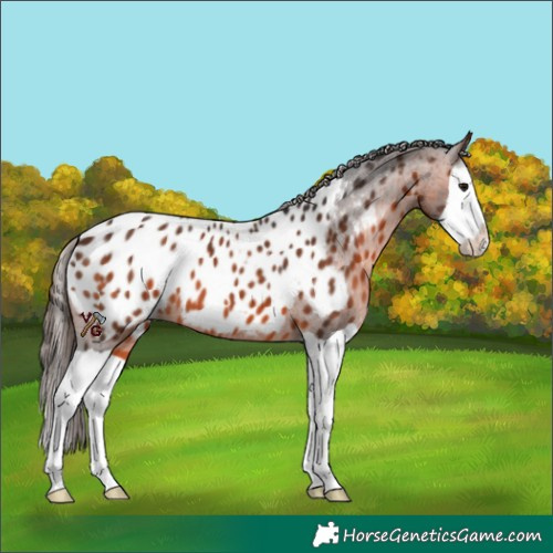 Horse Color:Brown Splash Near Leopard