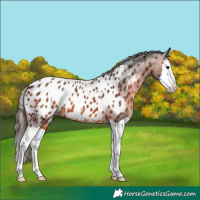 Horse Color:Brown Splash Appaloosa 