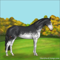 Horse Color:White Spotted Black
