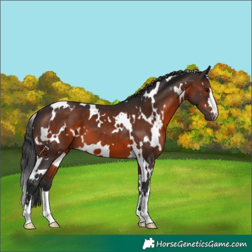 Horse Color:White Spotted Brown 