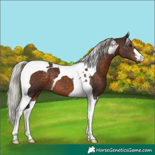 Horse Color:Silver Brown Tobiano 