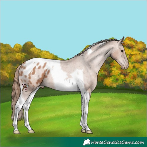 Horse Color:Black Pearl Tobiano Appaloosa 