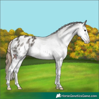 Horse Color:Grullo Sabino Splash Appaloosa Rabicano 