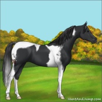 Horse Color:Black Tobiano 