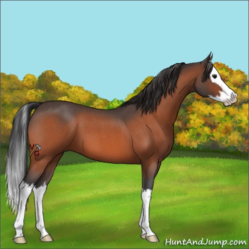 Horse Color:Bay Roan Splash 