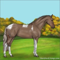 Horse Color:Silver Brown Dun Tobiano 