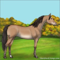 Horse Color:Bay Dun