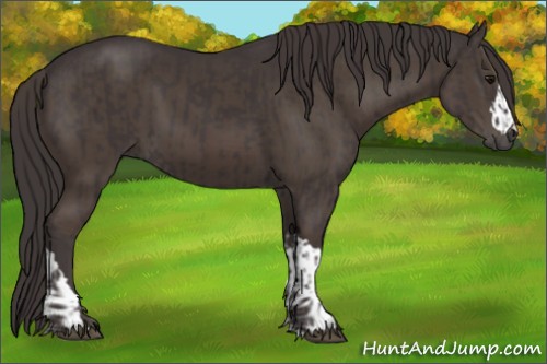 Horse Color:Smoky Black and Smoky Black