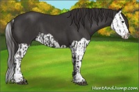 Horse Color:Smoky Black  and Smoky Black Splash 