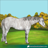 Horse Color:Blue Roan Sabino Splash  and Silver Blue Roan Sabino Splash 
