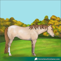Horse Color:Brown Pearl Dun