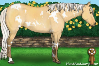 Horse Color:White Spotted Silver Buckskin Dun 