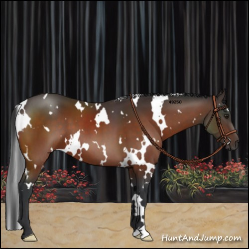 Horse Color:White Spotted Brown 