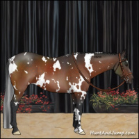 Horse Color:White Spotted Brown