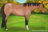 Horse Color:Bay Roan 