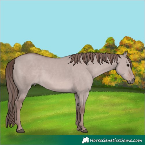 Horse Color:Platinum Red Dun 