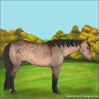 Horse Color:Brown Dun 