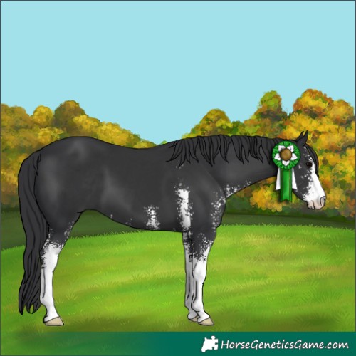 Horse Color:Black Sabino
