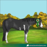 Horse Color:Black Sabino