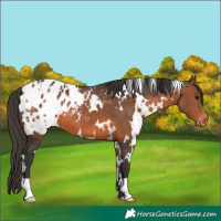 Horse Color:White Spotted Brown Appaloosa 