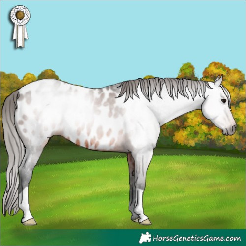 Horse Color:Gray Bay Appaloosa Rabicano 