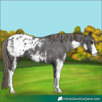 Horse Color:Smoky Black Sabino Appaloosa