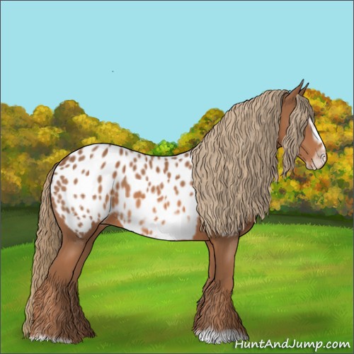 Horse Color:Chestnut Frame Appaloosa 
